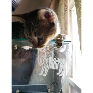 "PussyWhipped" Kitten Logo, Removable 4.5" x 3.5" Vinyl Decal (Window Sticker)